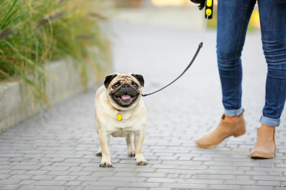 Dog Walking