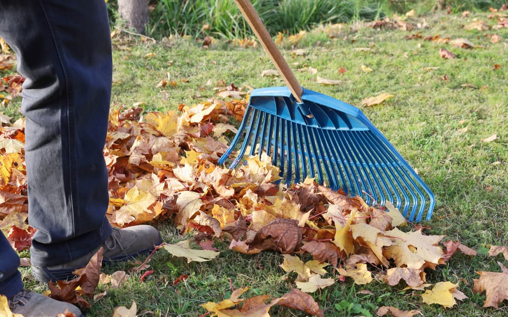 Yard Clean Up in Waco, TX